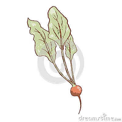 Fresh raw Ripe radish vegetable isolated icon. Spring garden radish. Rareripes. hastings, farm market, Vector Vector Illustration