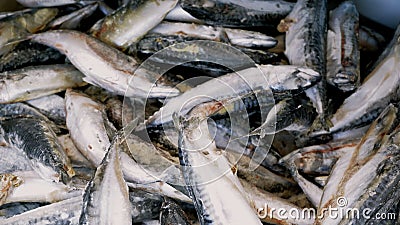 Fresh raw salmon, sturgeon, dorado fish and sea bass lie on the counter with ice in the fish market. Open shelf in a Stock Photo