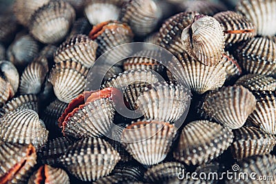 Fresh raw sea cockles clams at seafood market Stock Photo