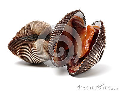 Fresh raw sea cockles clams display for salekles clams display for sale Stock Photo