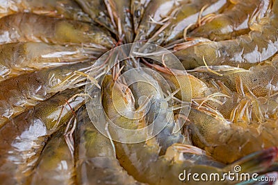 Fresh raw shrimp Stock Photo