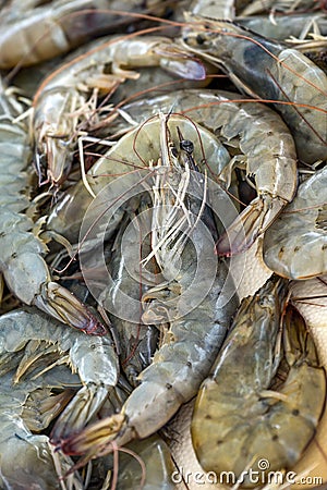 Fresh raw shrimps from the Mediterranean sea for sale at a Greek fish market on the stall of a fisherman, selected focus, vertical Stock Photo