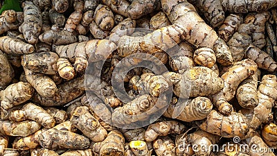 Fresh raw turmeric rhizome in a pile at the market Stock Photo