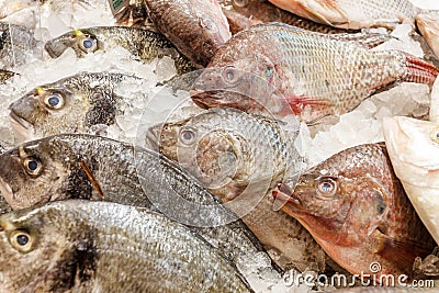 Fresh raw whole fish different chilled on ice, at the fish market. Red snapper, tilapia Stock Photo