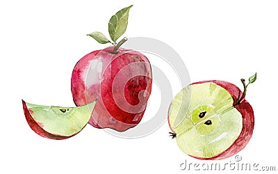 Fresh red apple cut in half isolated on white background. Ripe fruit in cross section. Watercolor painting. Cartoon Illustration