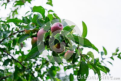 Fresh red apples on a tree in the garden Stock Photo