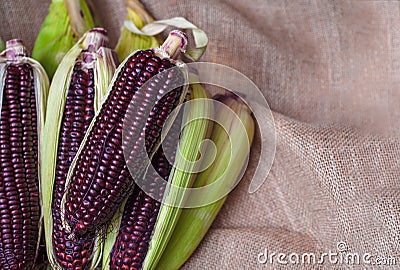 Fresh red corn, Siam ruby, purple corn of Thailand is a type of sweet corn.Fresh-edible varieties, flavors are sweet and crisp is Stock Photo