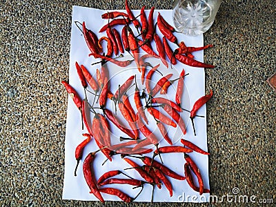 the fresh red hot chili sundries for white background Stock Photo