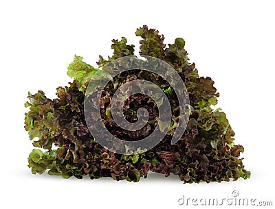 Fresh red lettuce on white background .vegettable leaves for salad Stock Photo