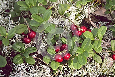 Fresh red lingonberries in moss. Stock Photo