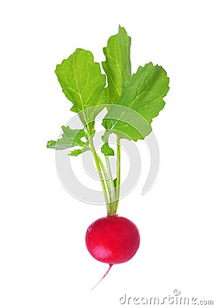 Fresh red radish Stock Photo