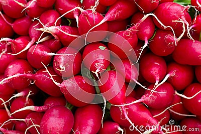 Fresh red radish Stock Photo