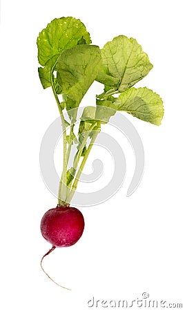 Fresh Red Radish Stock Photo