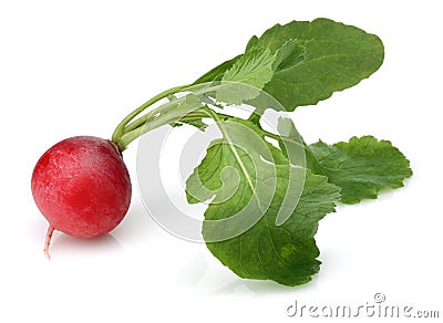 Fresh red radish Stock Photo