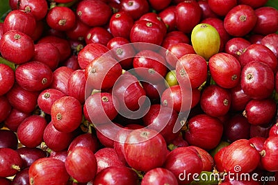 Fresh red ripe coffee beans Stock Photo