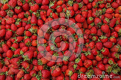 Fresh red ripe organic strawberry on the farmers market. Close-up berry background. Healthy vegan food Stock Photo