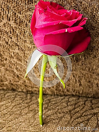 Fresh Red Rose with green petles placed inside the home in Delhi India, Red Rose the symbol of Love Stock Photo