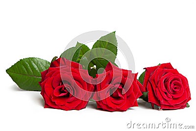 Fresh red roses on a white isolated background. Beautiful flowers Stock Photo