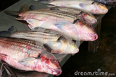 Fresh red snapper at the market, Asian cuisine Stock Photo