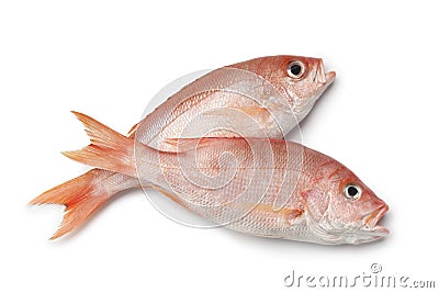 Fresh red snappers Stock Photo