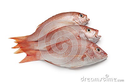 Fresh red snappers Stock Photo