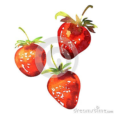 Fresh red strawberries, summer sweet berry isolated, close-up, package design element, organic vegetarian food, hand Cartoon Illustration
