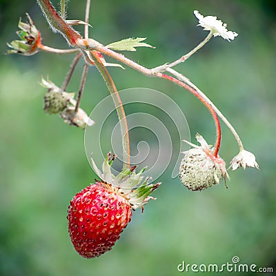 Fresh red strawberries. Wild small strawberry of the woods Stock Photo