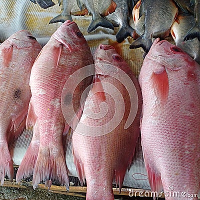 fresh red tilapia ready to cook Stock Photo