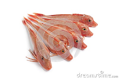 Fresh red Tub gurnard fishes Stock Photo