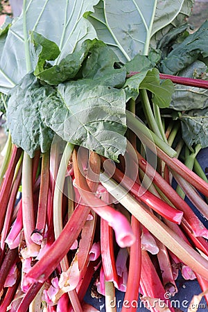 Fresh rhubarb in summer Stock Photo