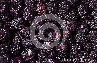 Fresh ripe blackberries as background. Texture pattern Stock Photo