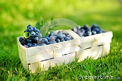 Fresh ripe blueberries in cute wooden basket on a grass under blueberry bush Stock Photo