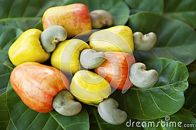 Fresh Ripe Brazilian Caju Cashew Fruit Stock Photo