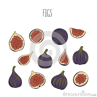 Fresh ripe delicious juicy figs whole and cut in half and quarter. Set of fruits isolated on white background. Vector Vector Illustration