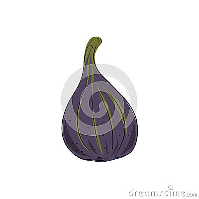 Fresh ripe delicious juicy figs whole in half and quarter. fruit isolated on white background. Vector hand drawn Vector Illustration