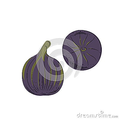 Fresh ripe delicious juicy figs whole in half and quarter. Set of fruits isolated on white background. Vector hand drawn Vector Illustration