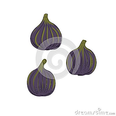 Fresh ripe delicious juicy figs whole half and quarter. Set of fruits isolated on white background. Vector hand drawn Vector Illustration