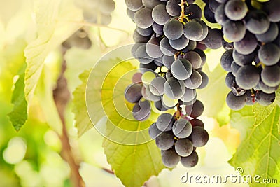 Fresh ripe grapes Stock Photo