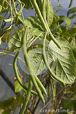 Fresh ripe green beans growing Stock Photo