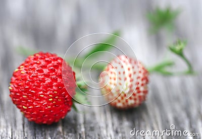 Fresh ripe and green strawberries Stock Photo