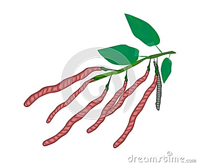 Fresh and Ripe Kidney Bean on A Plant Vector Illustration