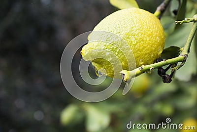 Fresh ripe lemon on a lemon tree branch. Stock Photo