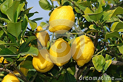 Fresh ripe Lemons at tree Stock Photo