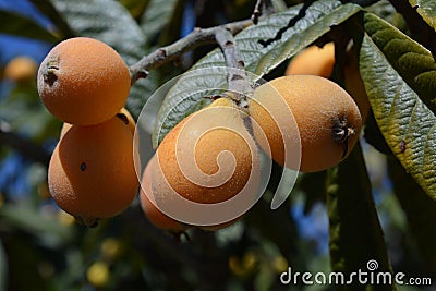 Nispero tree detail, with fruits ripening Stock Photo
