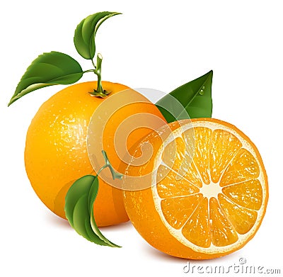 Fresh ripe oranges with leaves. Vector Illustration