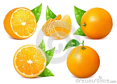 Fresh ripe oranges with leaves. Vector Illustration