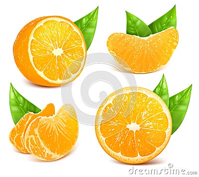 Fresh ripe oranges Vector Illustration