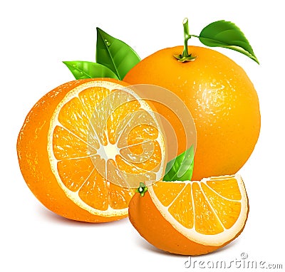 Fresh ripe oranges Vector Illustration