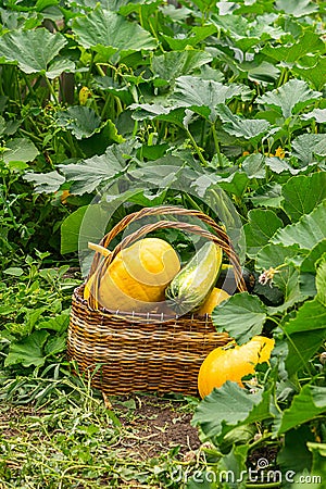 Fresh ripe organic pumpkins wicker basket on green grass outdoors. Autumn and summer harvest concept. Biofarm gardening. Stock Photo