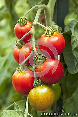 Fresh, ripe, organic, red cherry tomatoes growing on vine in vegetable garden Stock Photo